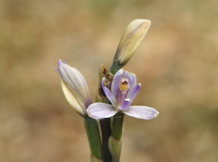 Limodorum trabutianum